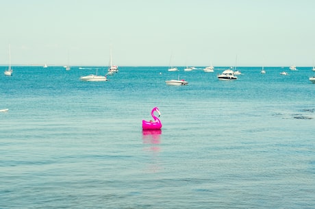 粉红色火烈鸟(美轮美奂:粉红色火烈鸟的奇妙世界)