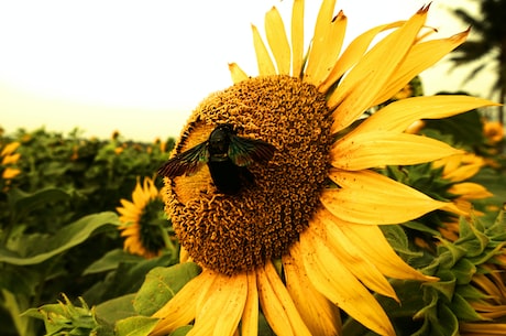 insecta(Insecta界的活动与生长)