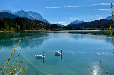 望天鹅(望天鹅:美丽风景线的代表)