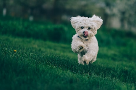 狂犬疫苗怎么打?安全又有效的注射方法