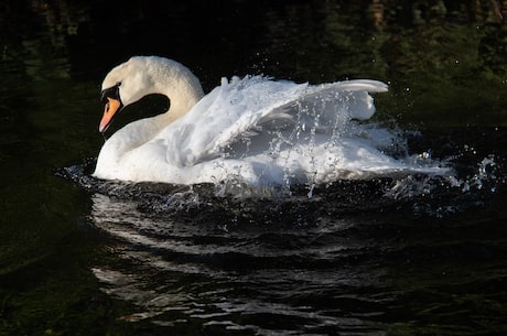 望天鹅(望天鹅:美丽风景线的代表)