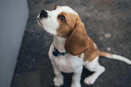 比格犬智商(为什么比格犬智商可以在犬类中排名前25%?)