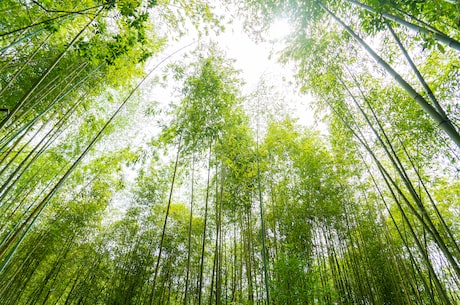 水墨画壁纸(水墨画壁纸-让家变成梦幻般的水墨仙境)