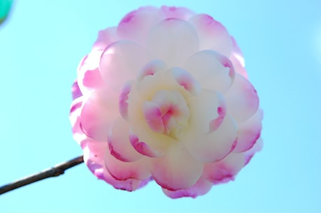 拾季花(拾季花：春季赏花的好去处)
