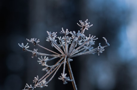 拾季花(拾季花：春季赏花的好去处)