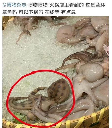 网友称吃火锅遇剧毒蓝环章鱼