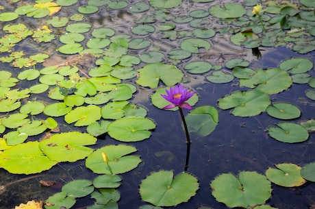 含笑花怎么养(含笑花怎么养,让你的花园变成彩色世界)