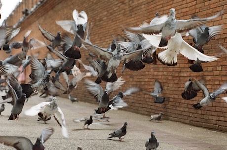 万胜赛鸽公棚(万胜赛鸽公棚:赛鸽爱好者的理想天堂)