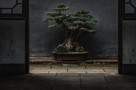 响铃草(响铃草:一个生长在喜马拉雅山麓的神奇植物!)