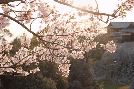 法外之徒 卡比丘(《法外之徒 卡比丘》动画电影放映,让人对皮卡丘又多了一番认识)