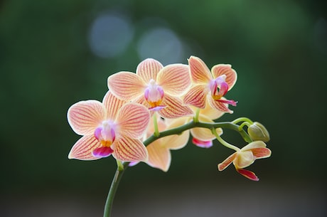 水墨画壁纸(水墨画壁纸-让家变成梦幻般的水墨仙境)