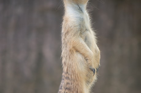 驯良的意思(驯良的意思及其在现代社会的价值)