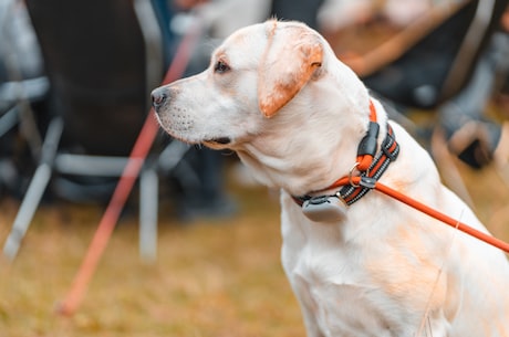 古风音乐(热门古风音乐推荐，带你穿越时空)