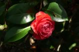 山茶花花语及鲜花赏析