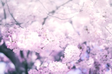 热门网络歌曲《桃花诺》完整歌词