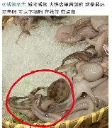 网友称吃火锅遇剧毒蓝环章鱼