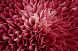 揭秘：菊花怎样变换颜色？