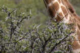 长颈鹿英语怎么读与中文意思及生态环境介绍